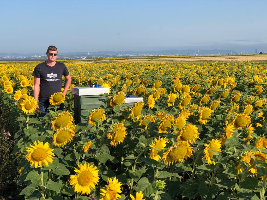 Sonnenblumenfeld