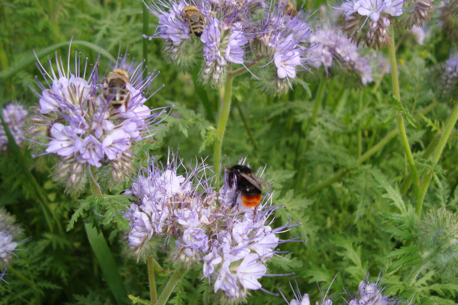Bienen auf Wabe
