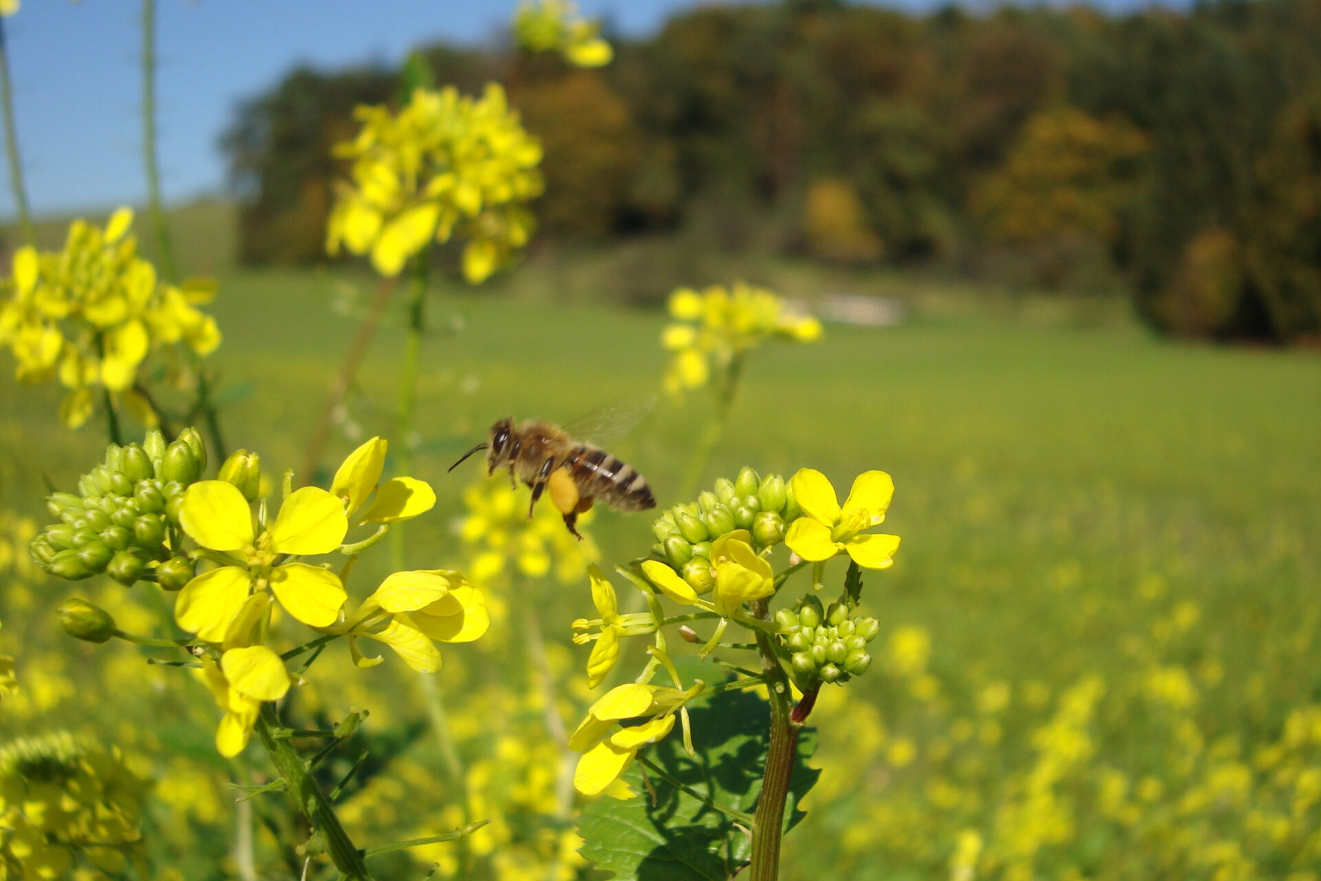 Bienendetail