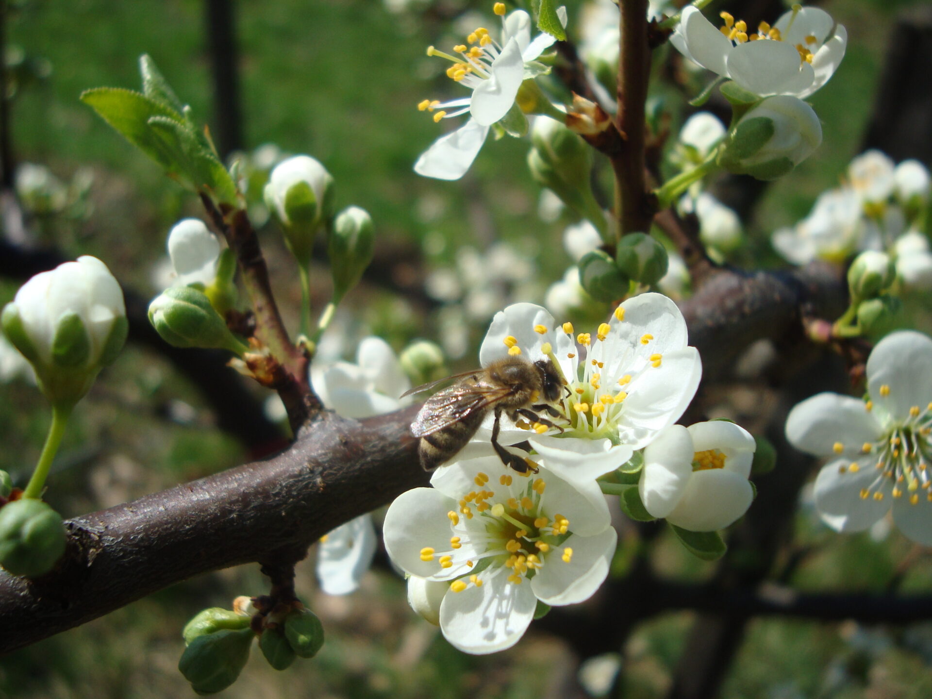 Obstgarten