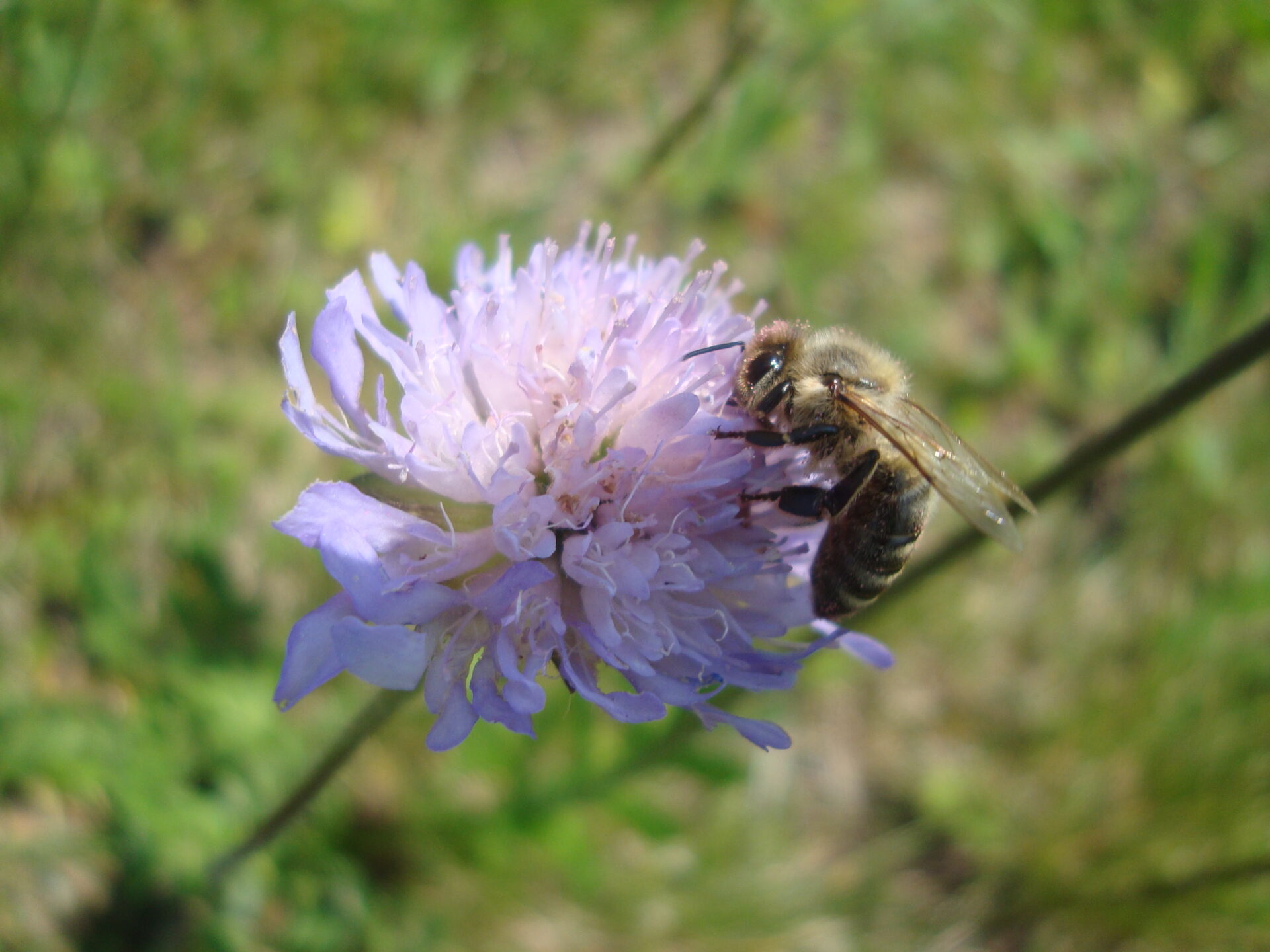 Bienenstöcke