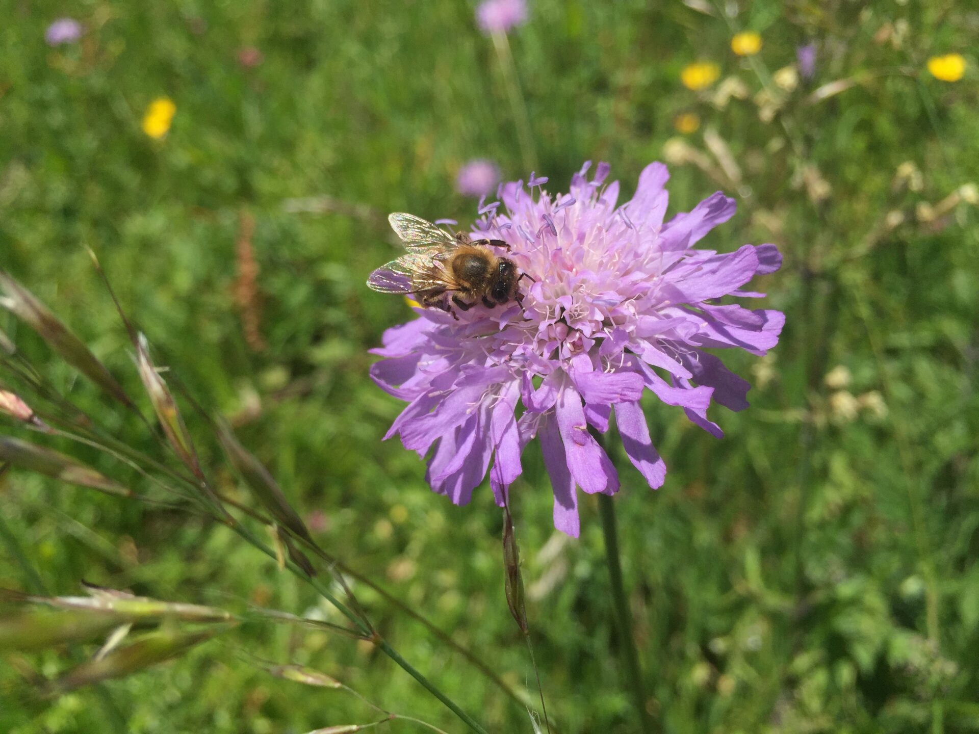 Bienenlandschaft
