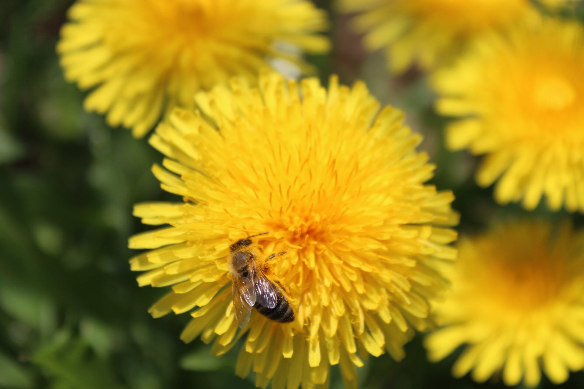 Bienenvolk